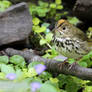 Ovenbird