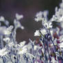 blue white flowerfield