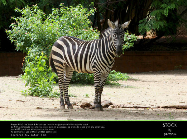 STOCK: Staring Zebra by perzarus