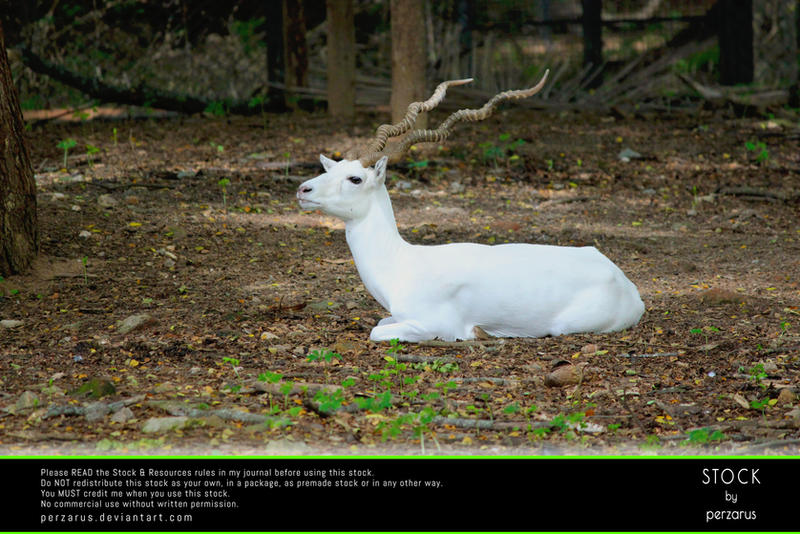 STOCK: Albino Blackbuck by perzarus