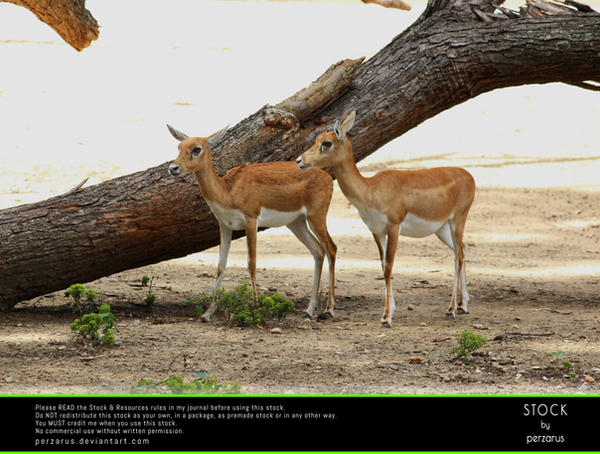 STOCK: Fawns by the Tree by perzarus