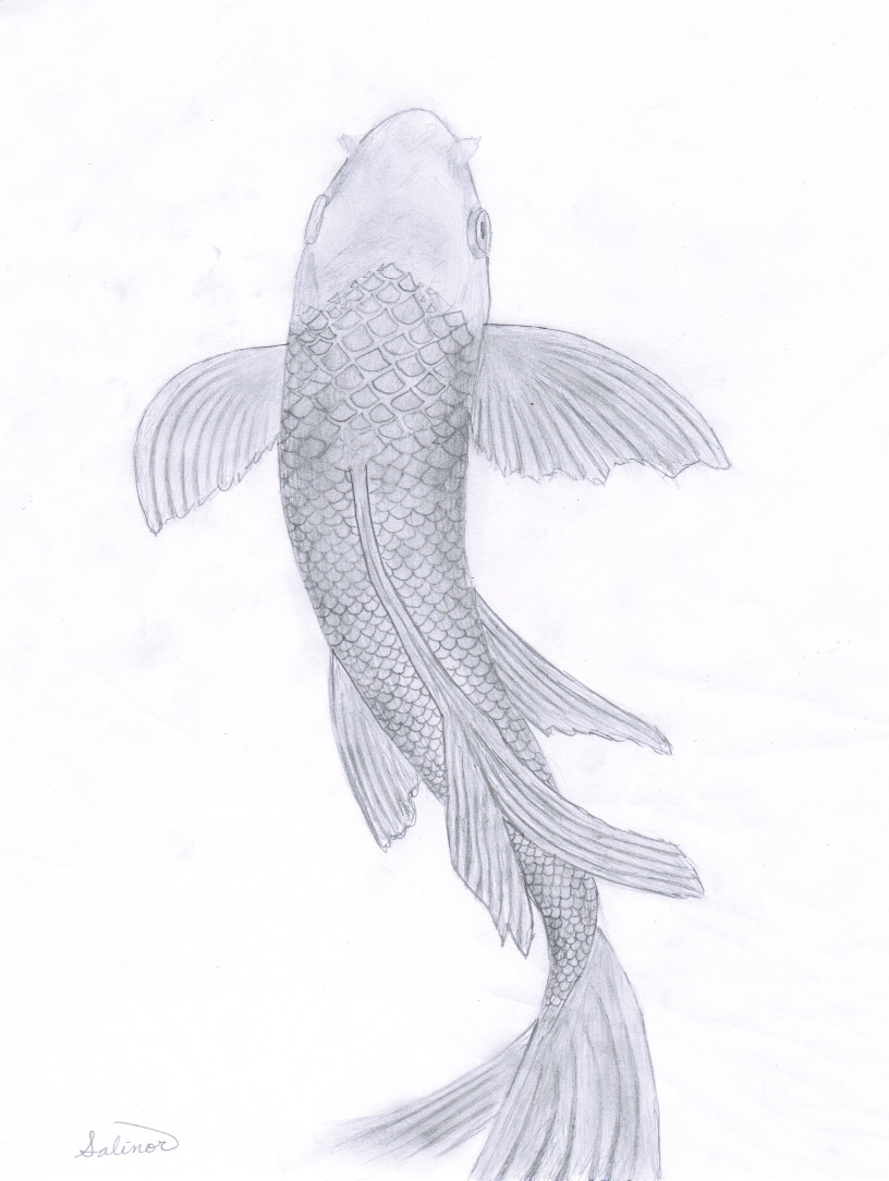 Koi Fish Sketch by Salinor on DeviantArt