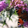 nature 11
