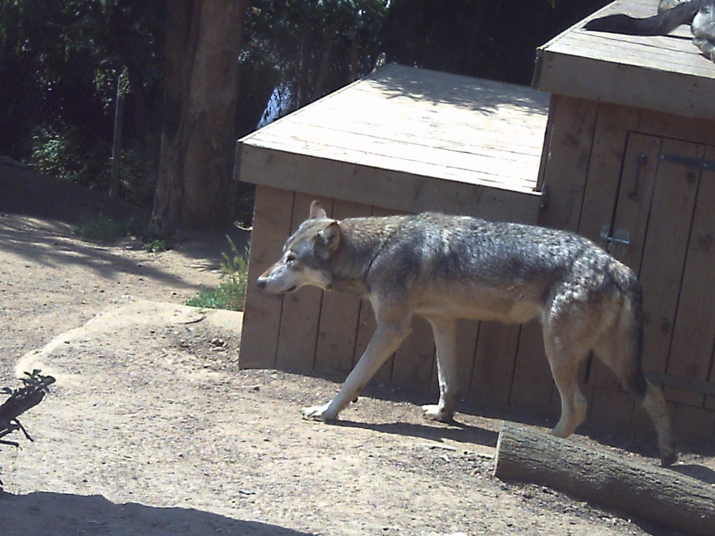 Wolves Reign by ruby-red-rose28 on DeviantArt