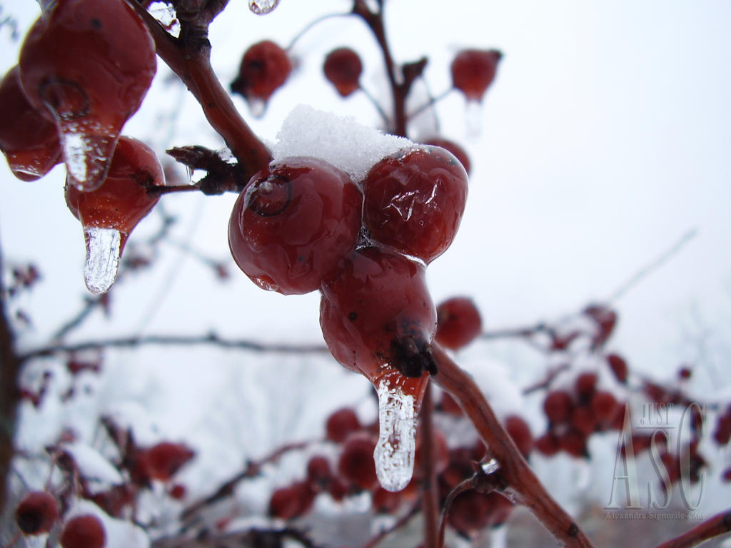 Frozen Berries