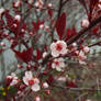 Pink Spring Blossom