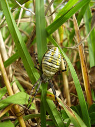 Argiope Trifasciata