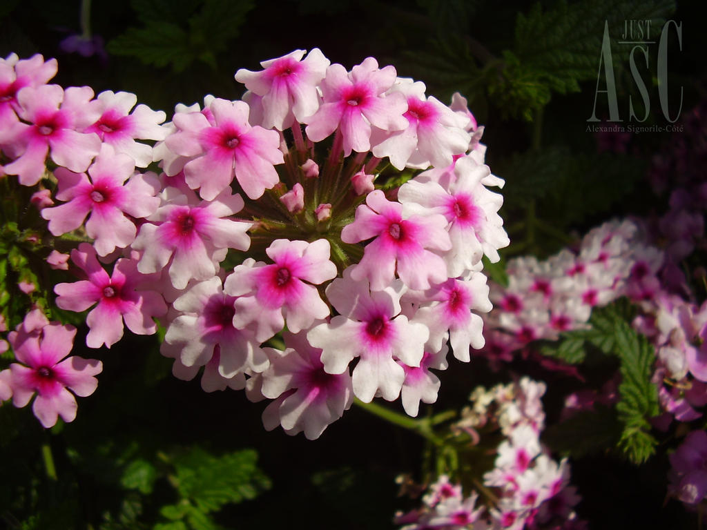 Lovely Verbena