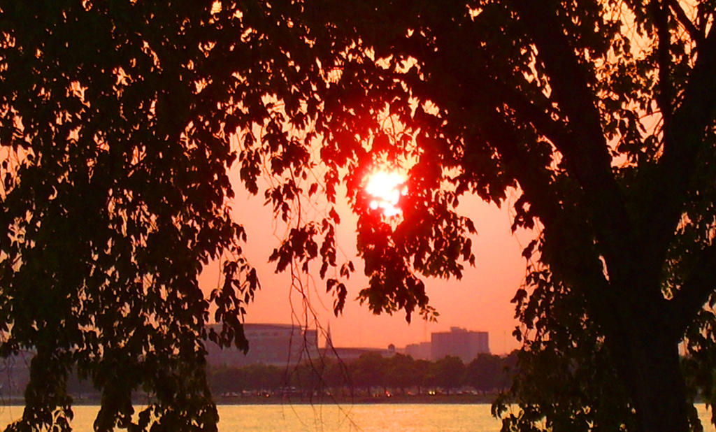 Trees Ablaze by Pentacle5 on DeviantArt