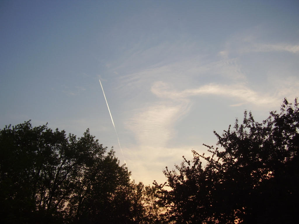 Sky Between The Trees