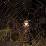 Night Spider's Web