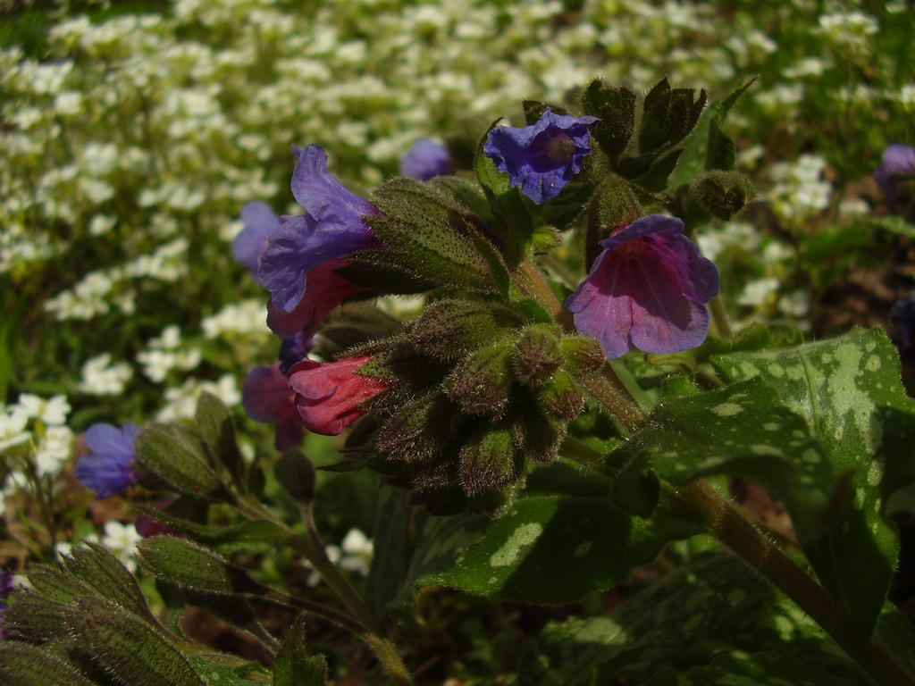 Lungwort Flowers