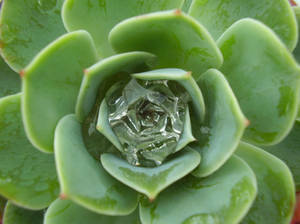 Succulent Water