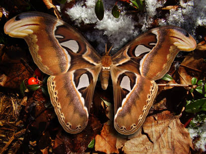 Early Spring Moth