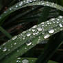 Adorned With Drops