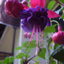 Fuchsia Flower