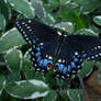 Black Swallowtail On Sage