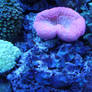 Corals