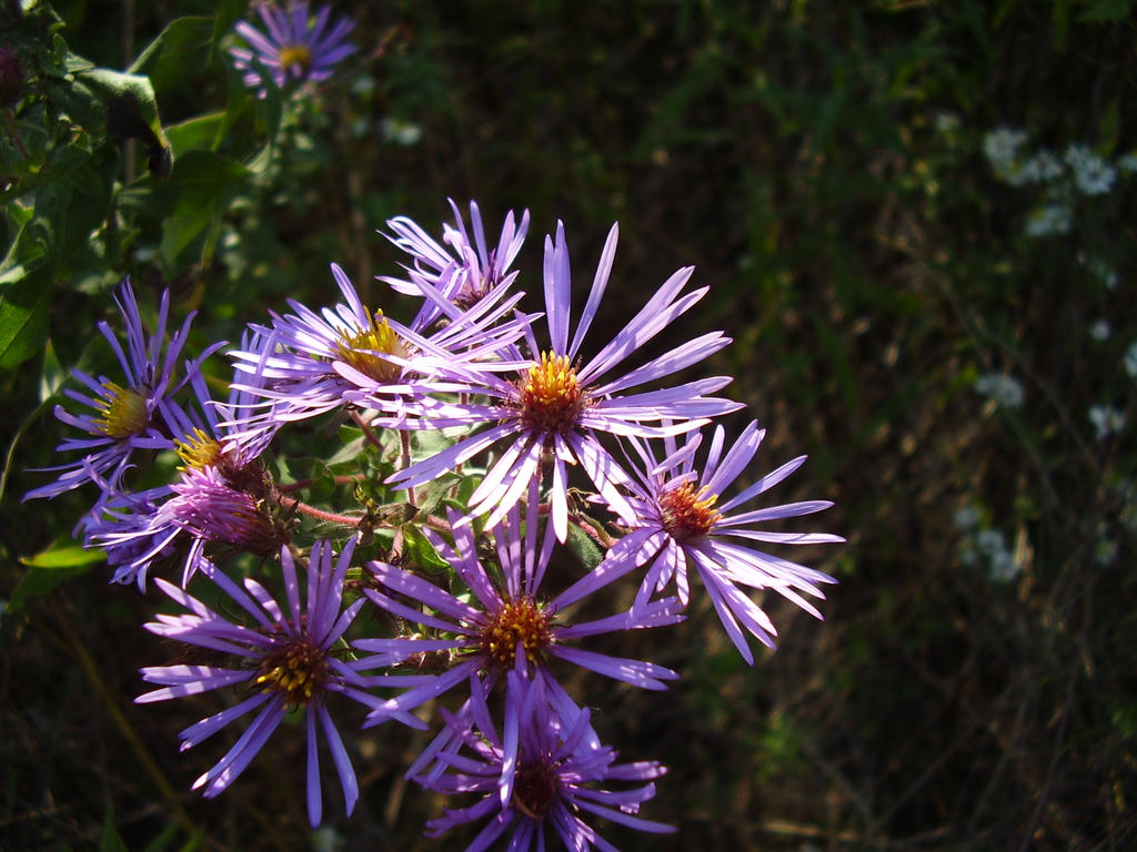 Sunlit Aster