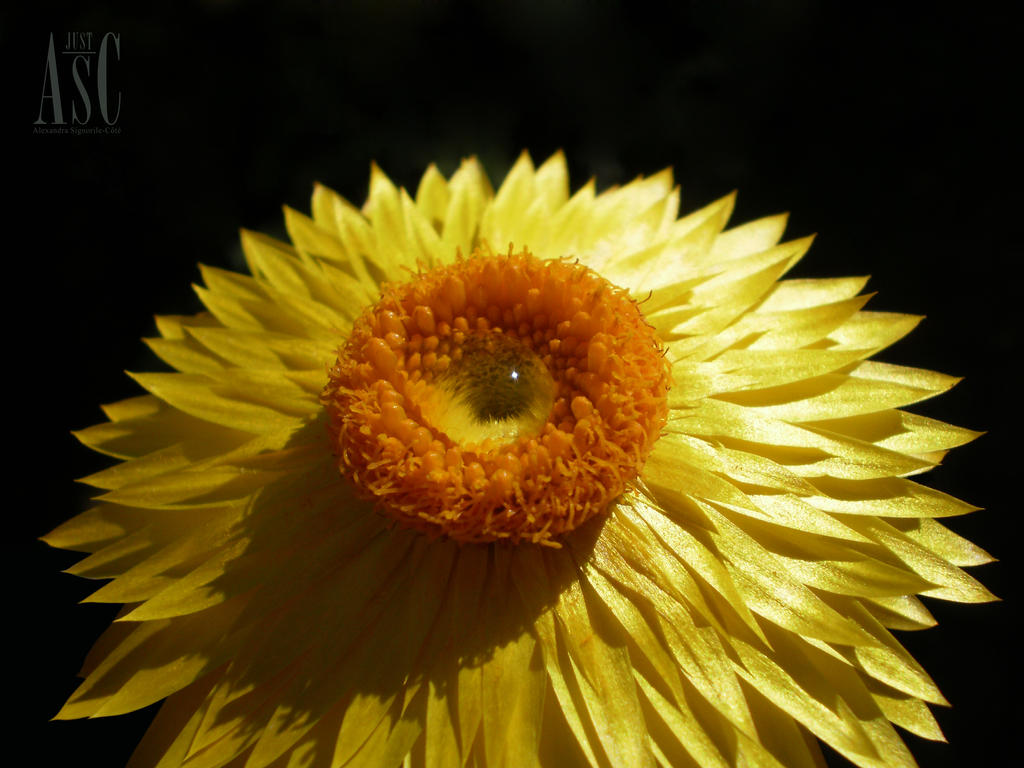 Strawflower Drop