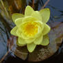 Saw The Water Lily Bloom