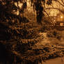 Nightlight Winter