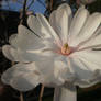 Magnolia Flower