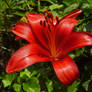 Scarlet Lily