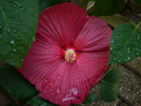 Jeweled Hibiscus