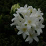 White Hyacinth