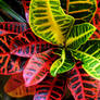 Colourful Croton