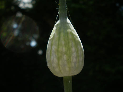 Chrysalis Of Leek Flowers