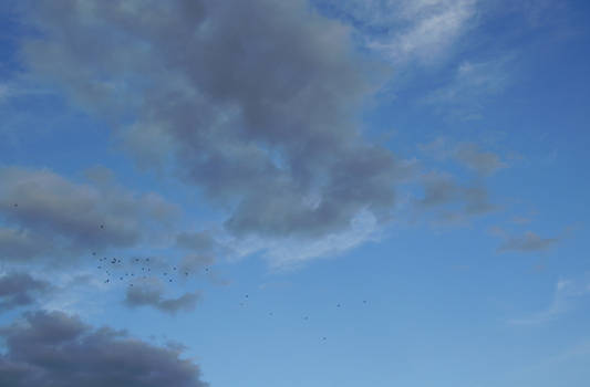 Sky Flock