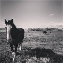 Alberta Farm Life 4