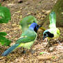 Green Jays