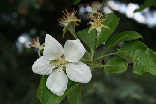 flower in the day