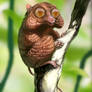 Philippine Tarsier