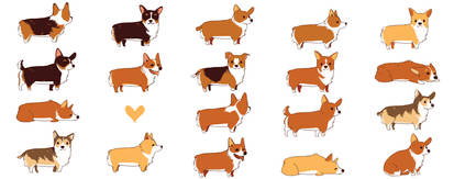 A lot of corgis