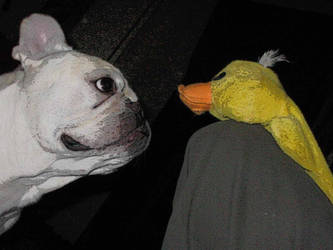 Mither VS. Ducky