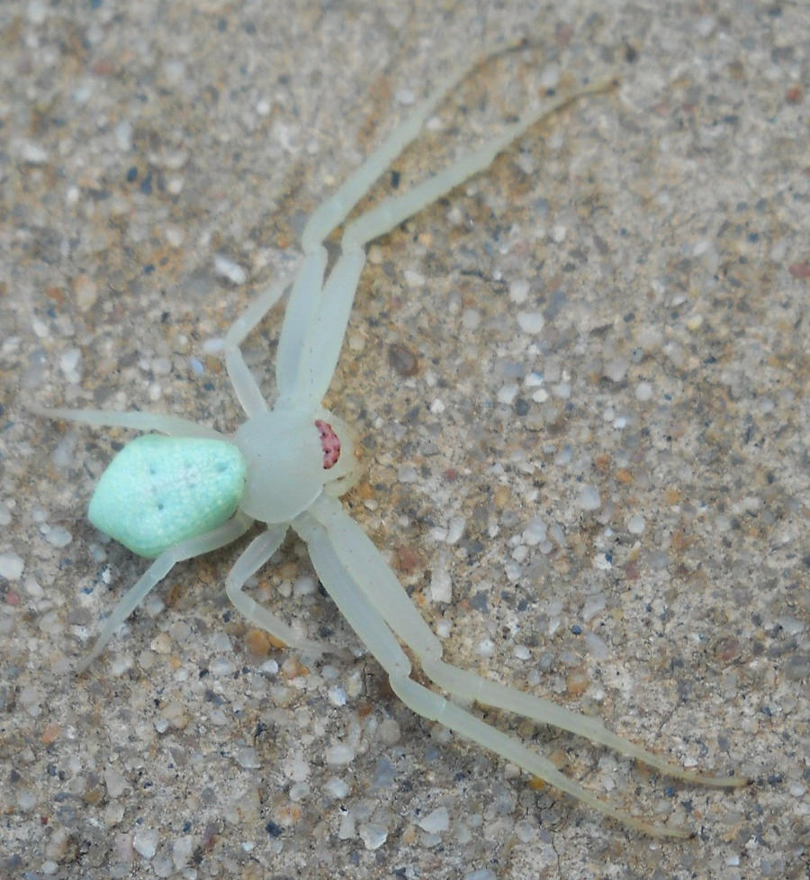 Green Crab Spider