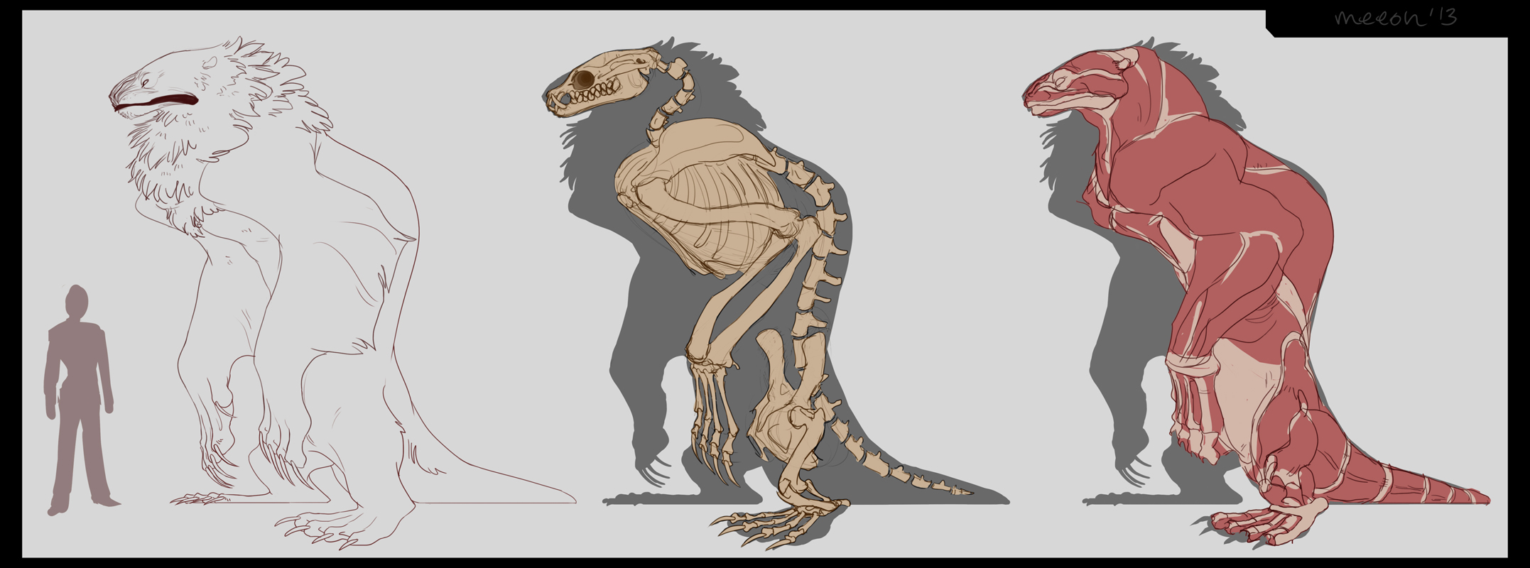 Carnivore Design - Skeletal and Muscle Structure