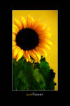 Sunflower by Derfel