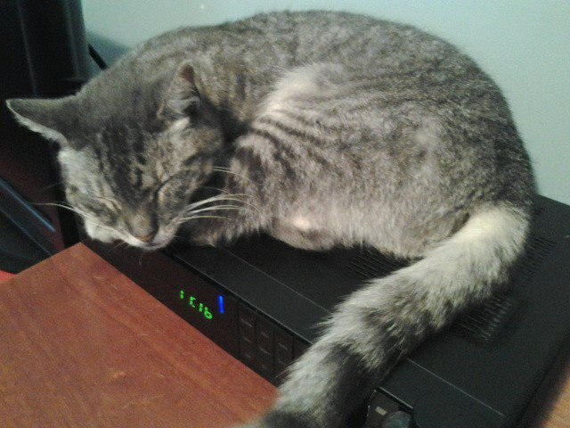 Cablevision Deviantart Even Tiger likes cablevision!! by lexikitty712 on DeviantArt