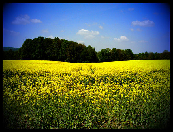 Rapeseed