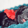 Sugar, cuteness, sweetness - Kaja the Lab Puppy