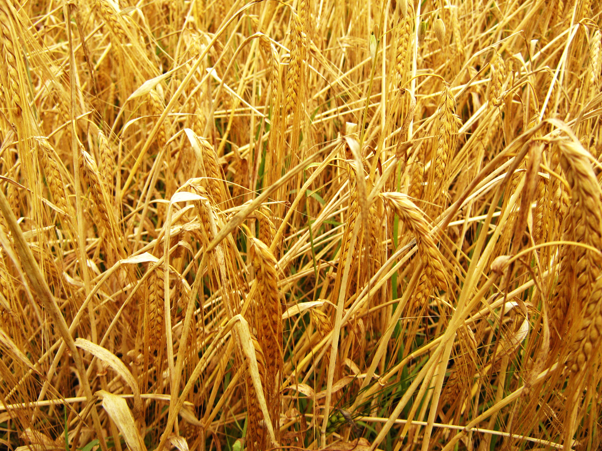 Golden Wheat