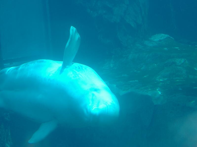 Baby Beluga