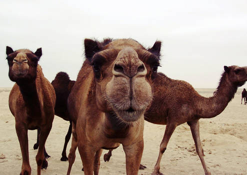 camels