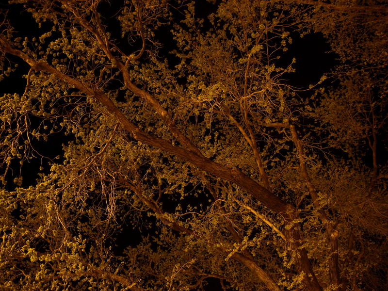 Night Time Tree