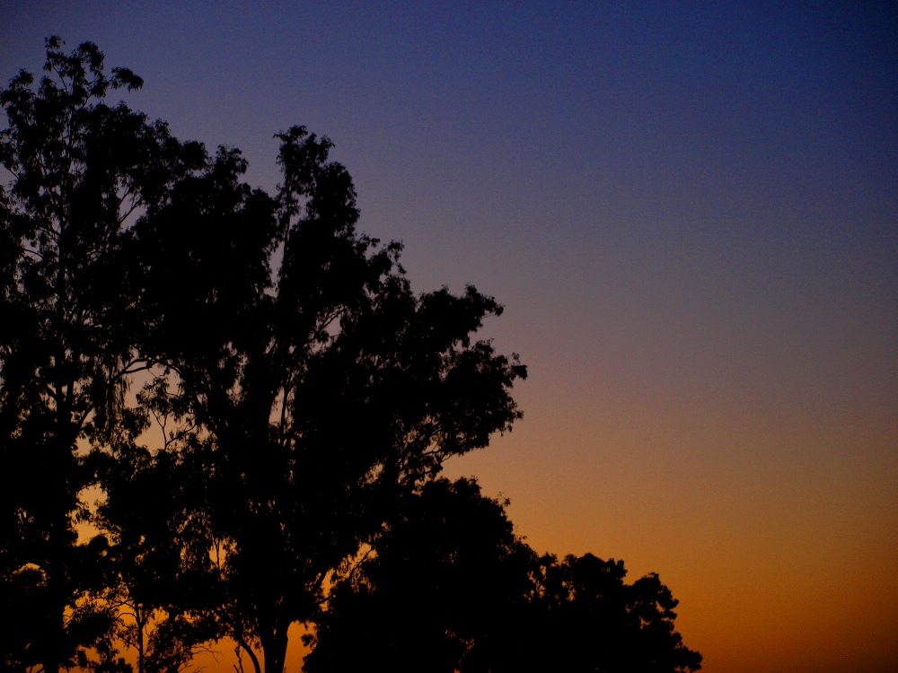 Gumtree sunset